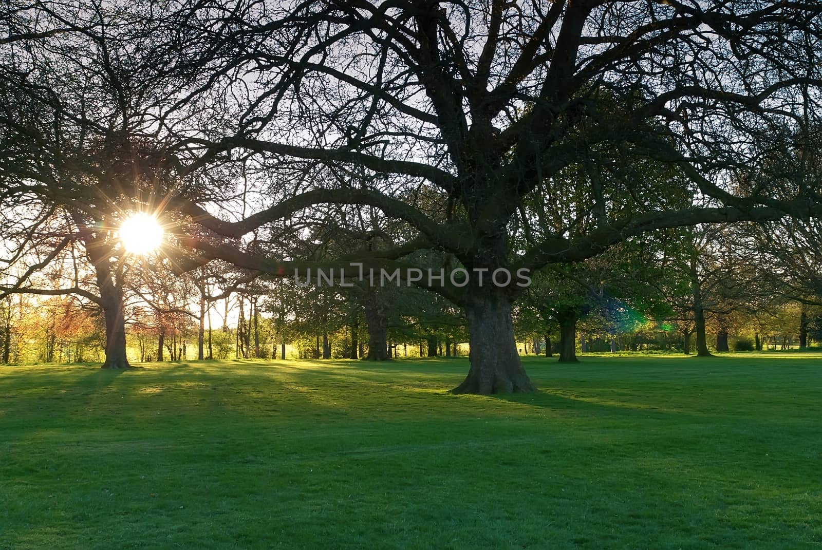 Sunset in park with trees and green grass