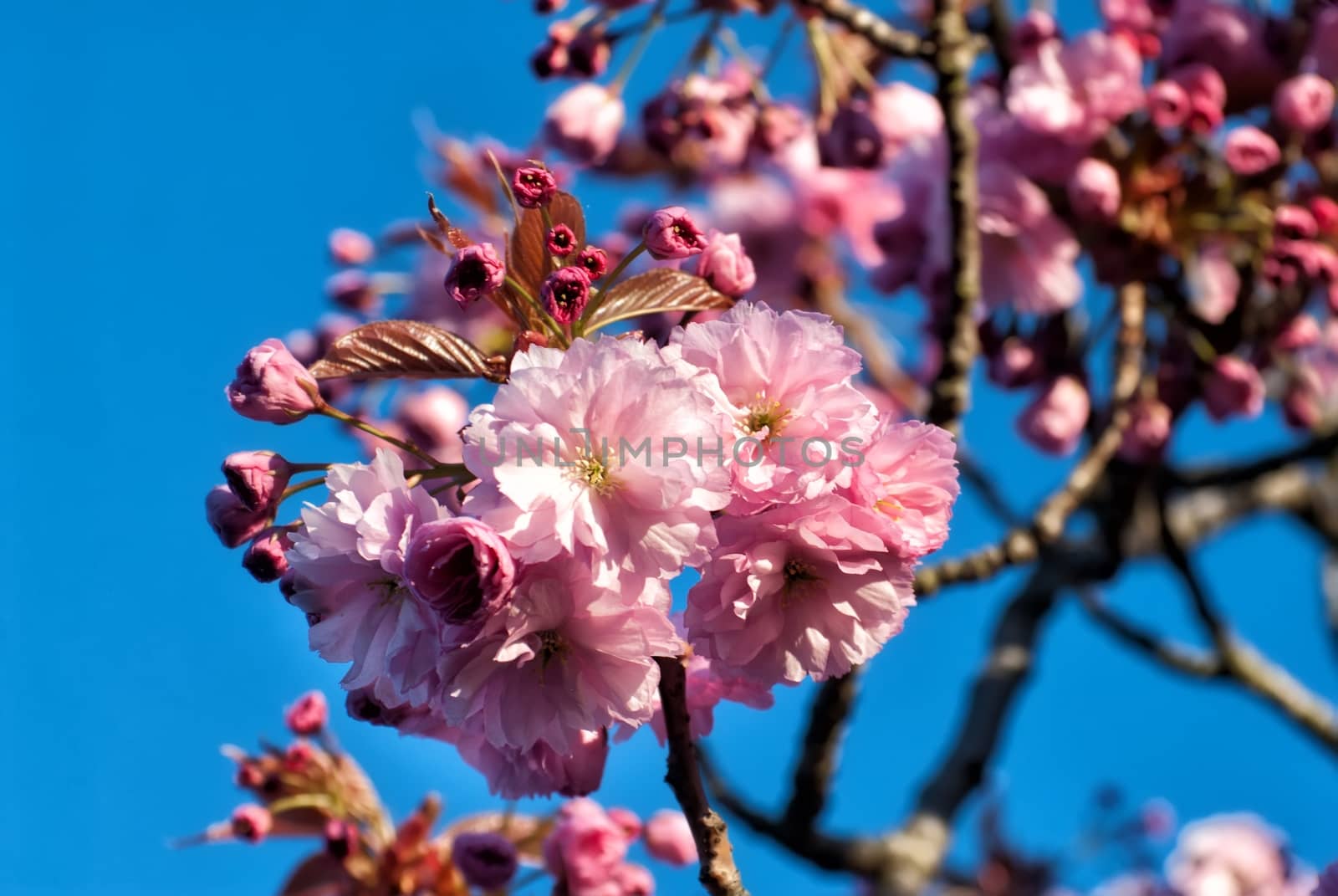 Blossom of magnolia spring flower