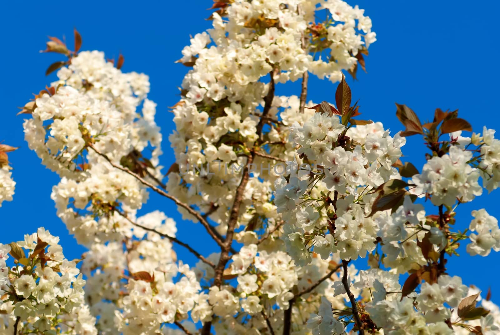 tree blossom by mitakag