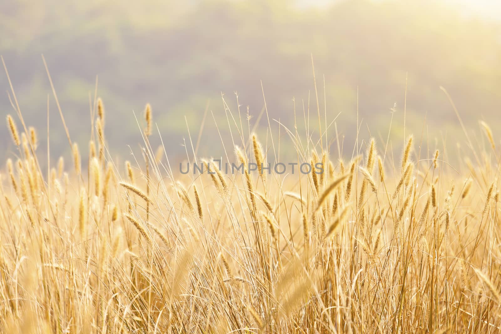 Fantastic wheat field under sunshine