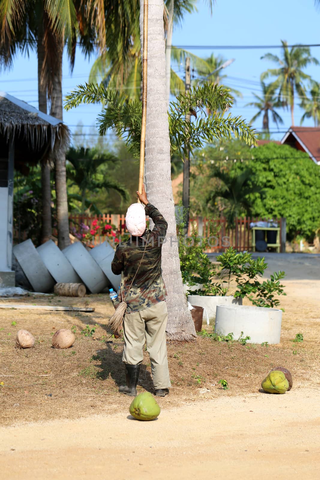 garbage coconuts