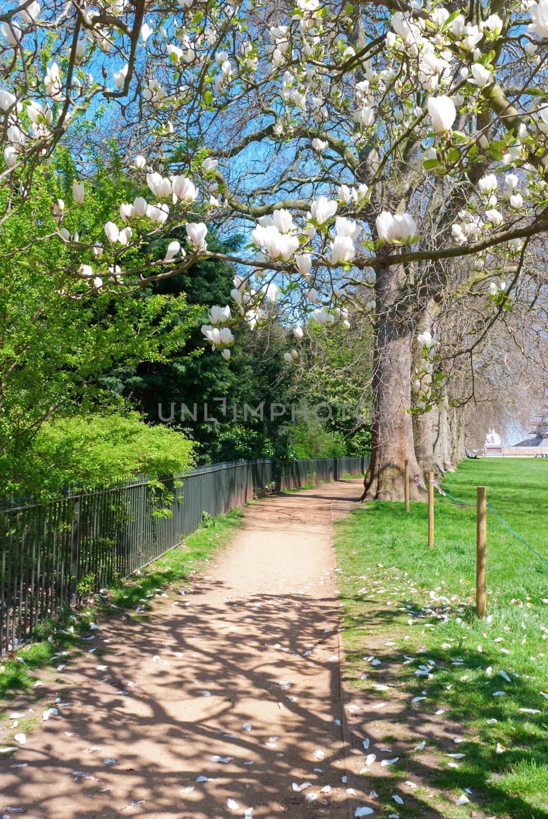 Magnolia blossoming in the Parisian park