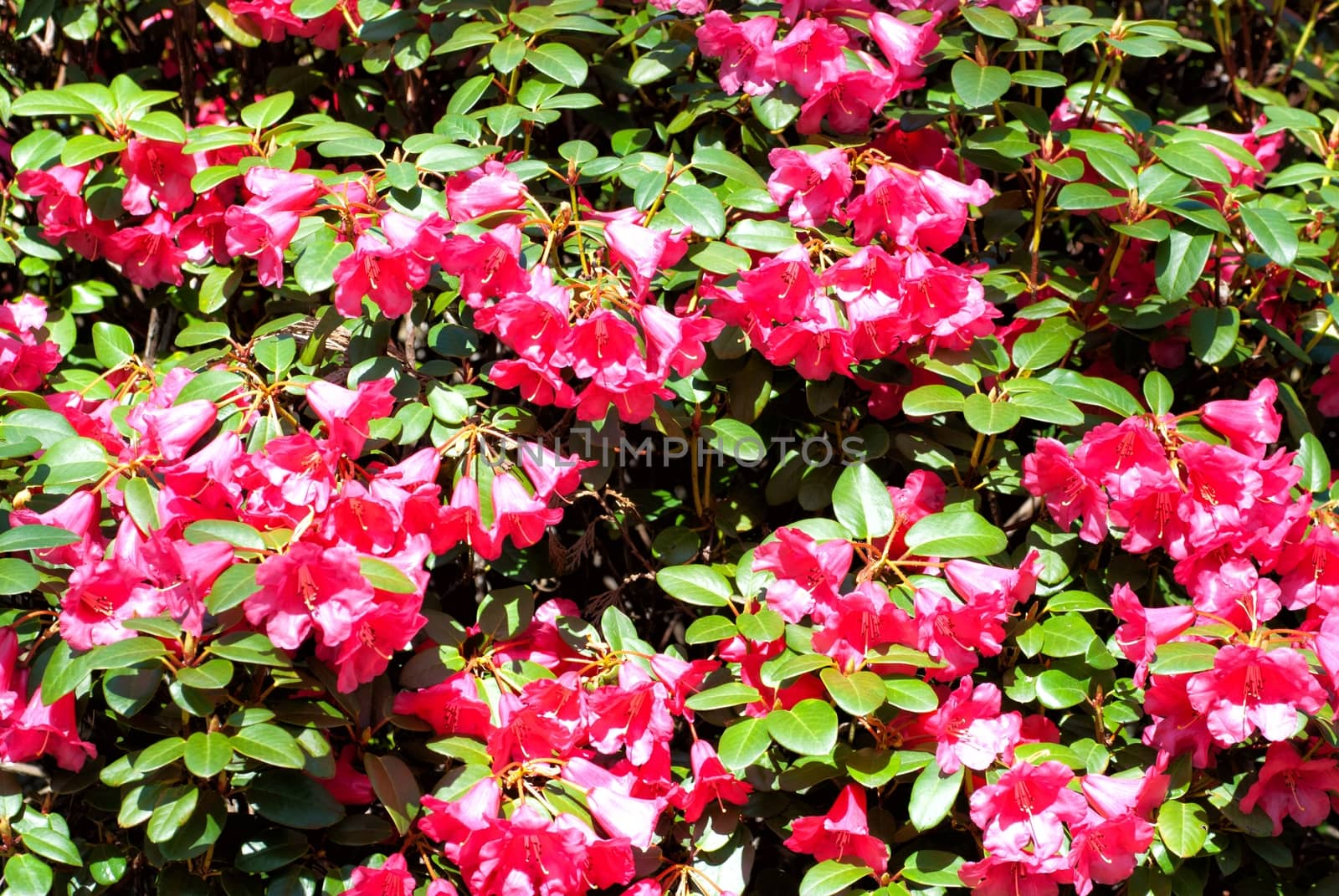 Red flowers in the park as a texture by mitakag