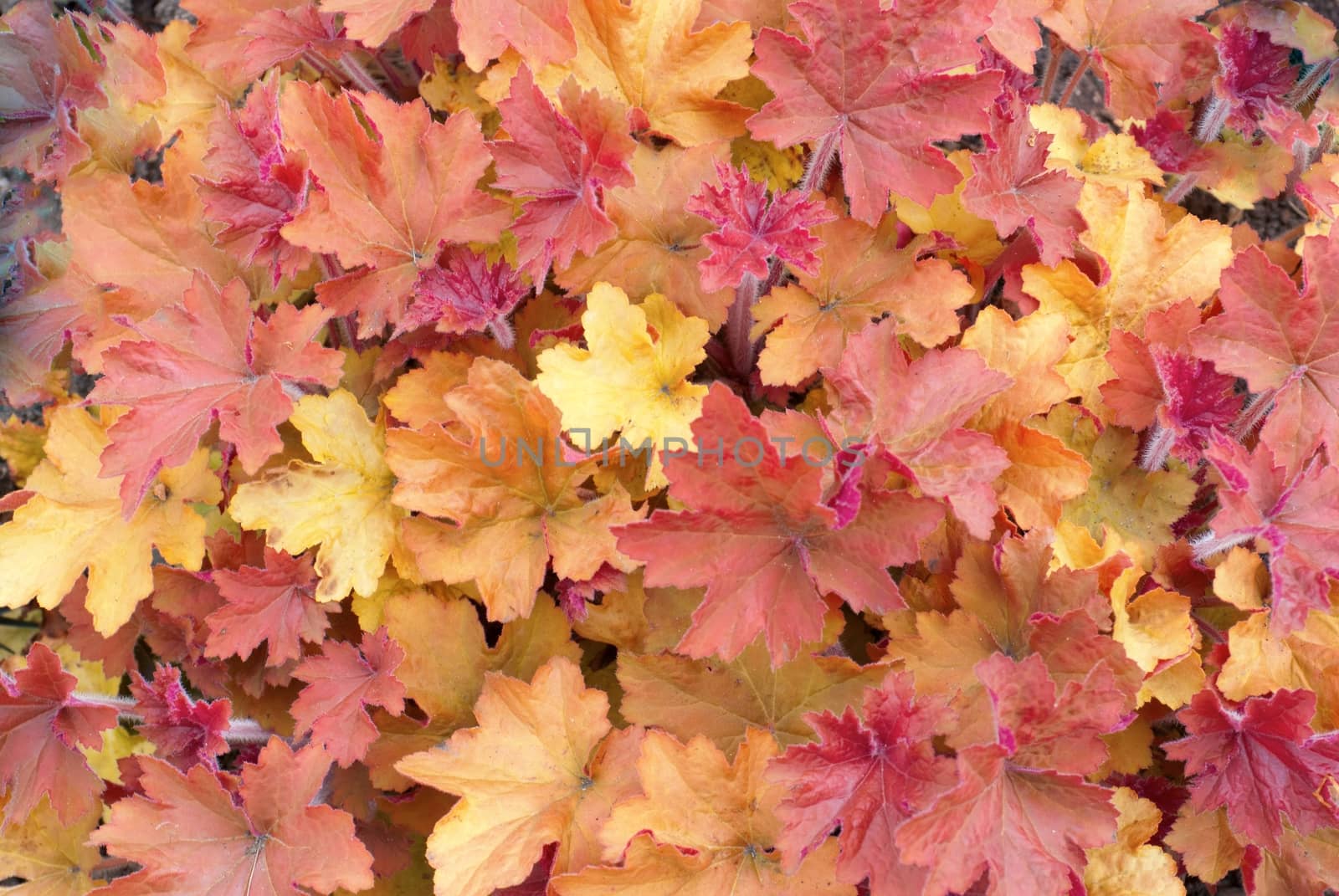 orange decorative maple leafs background