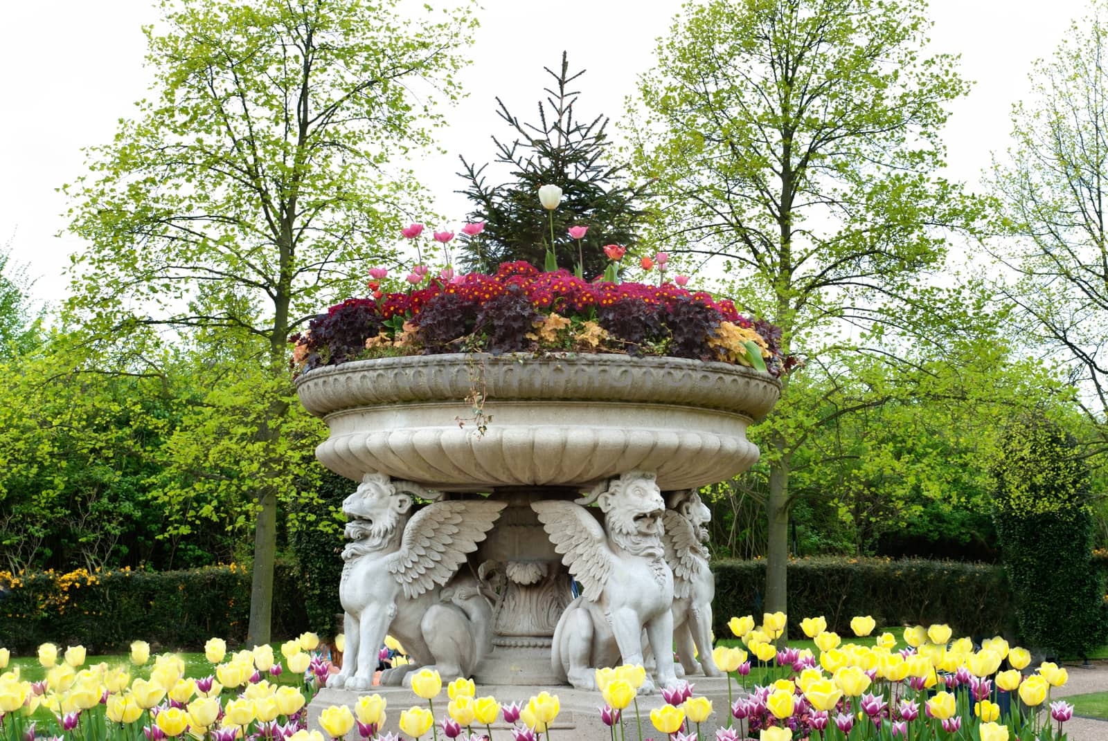  tulips in garden