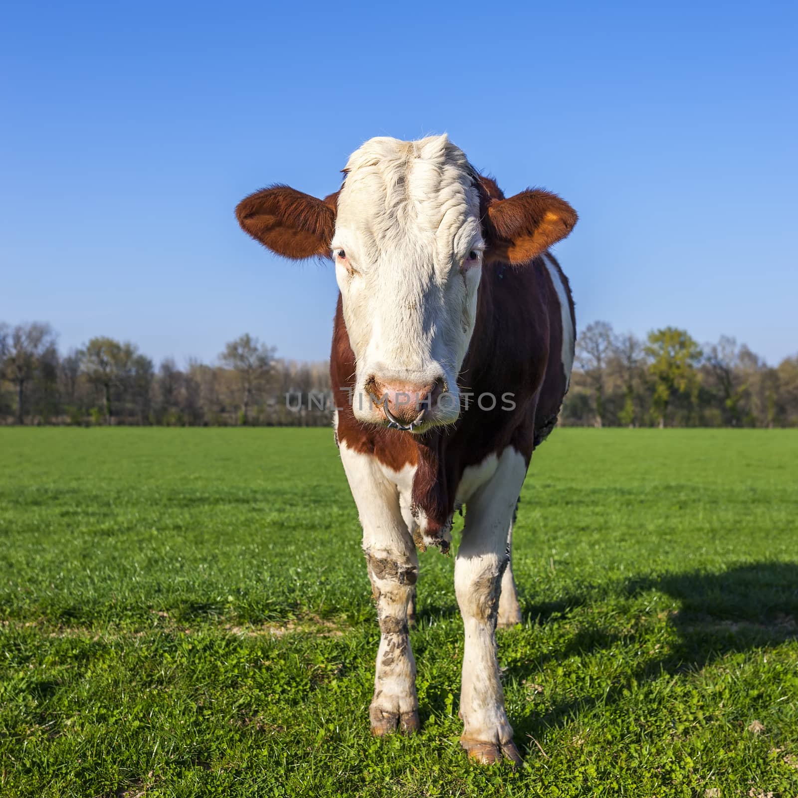 White and brown cow on green grass with blue sky