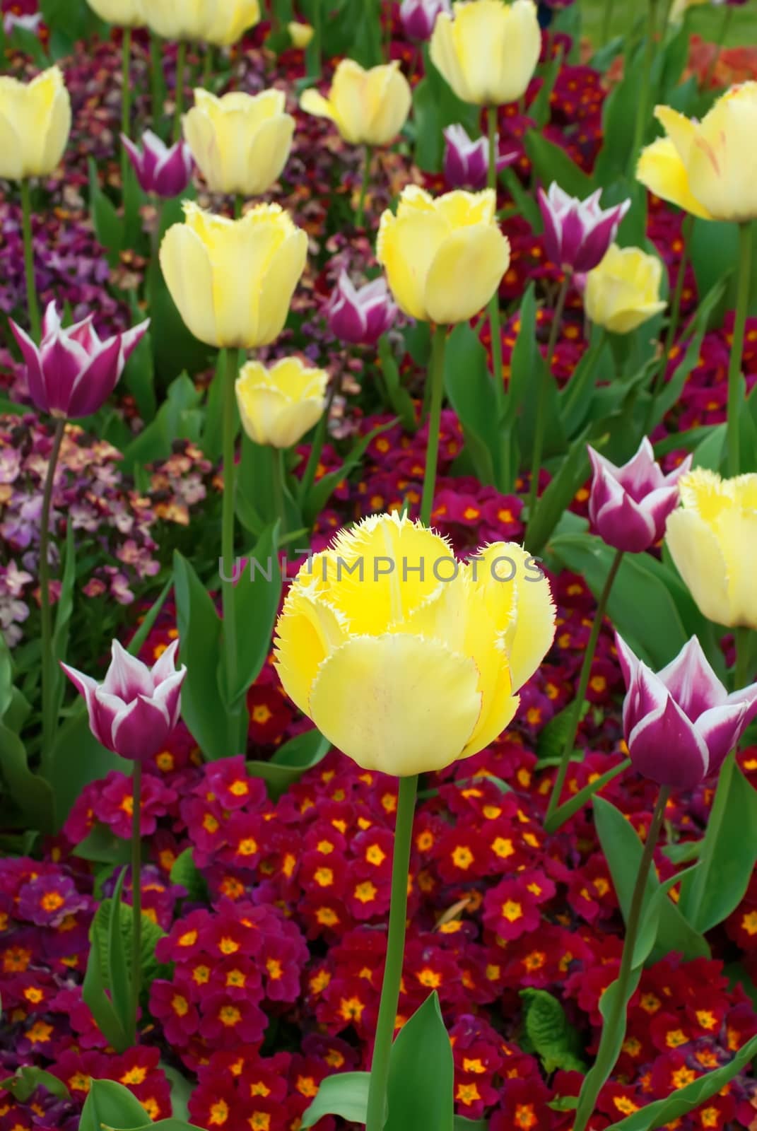 Yellow  tulips flowers in a botanical garden