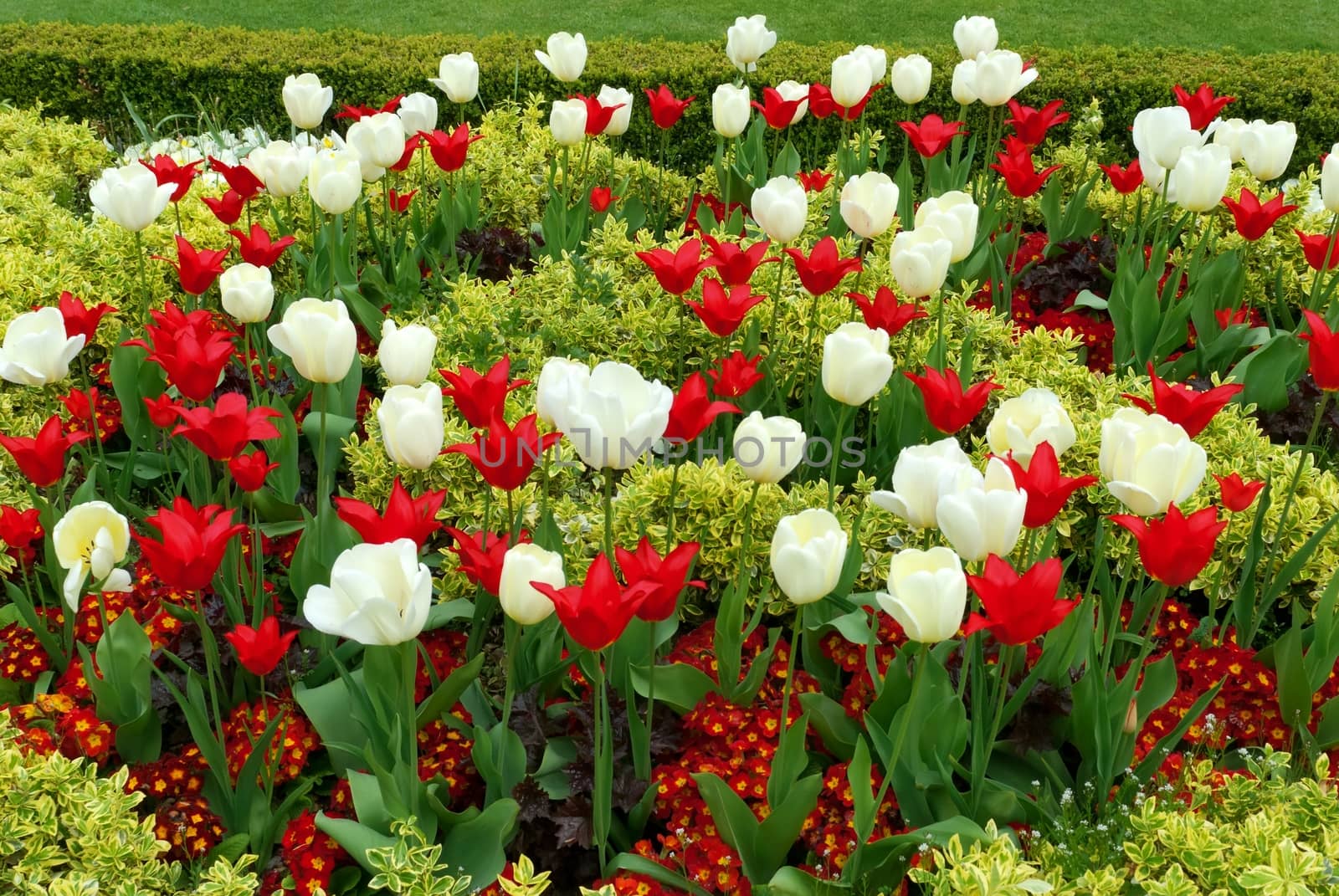 Tulips Flowers in a botanical garden by mitakag