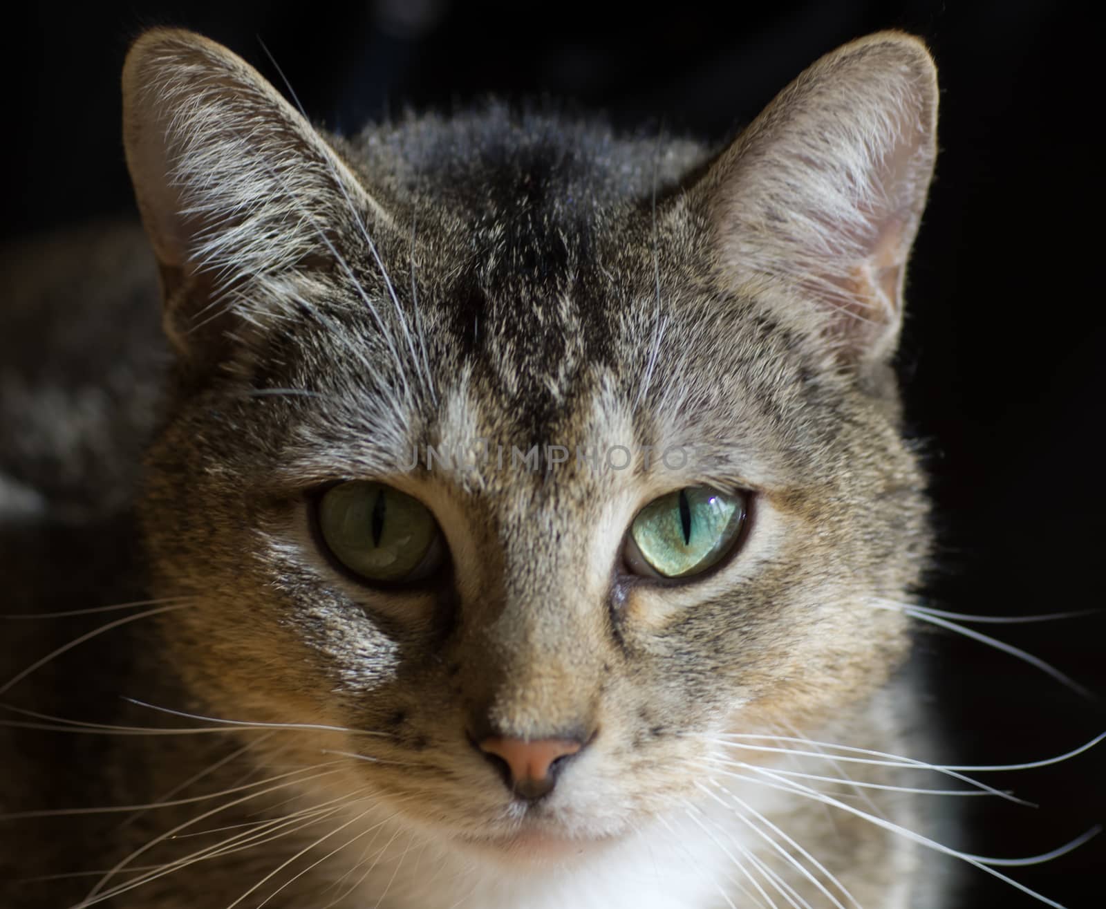 cat Portrait by FotoFrank