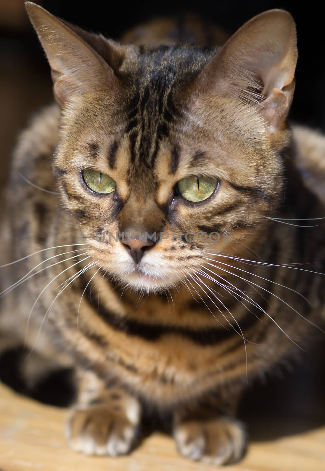 cat June2 by FotoFrank