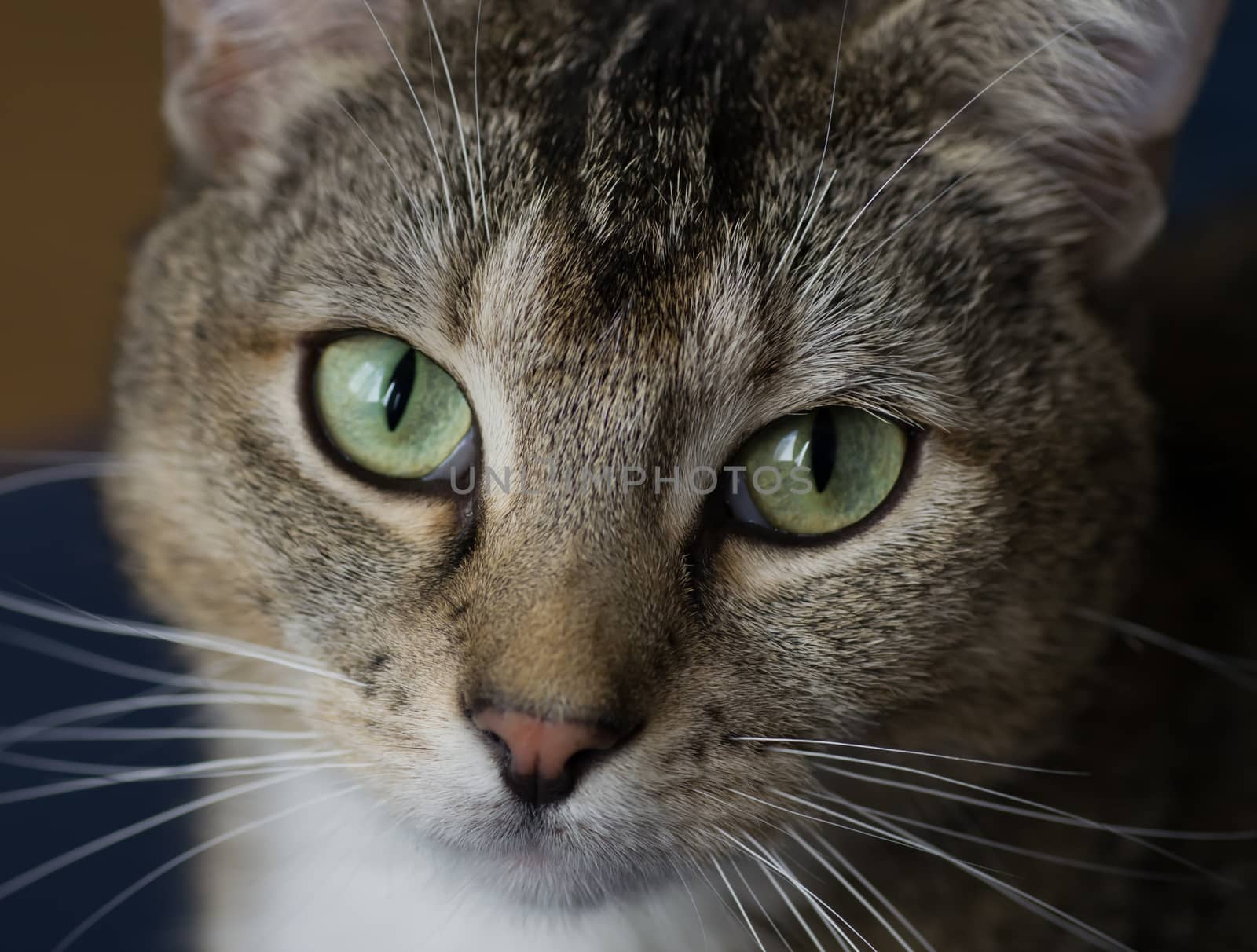 cat Portrait by FotoFrank