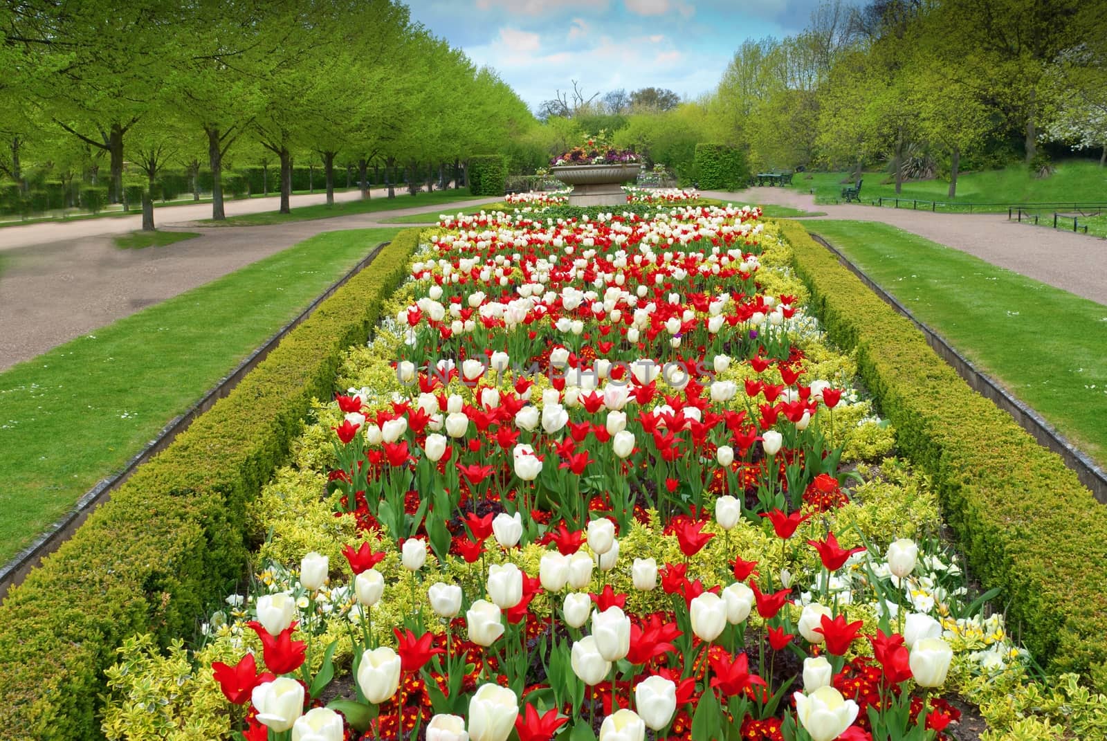 Tulips Flowers in a botanical garden by mitakag