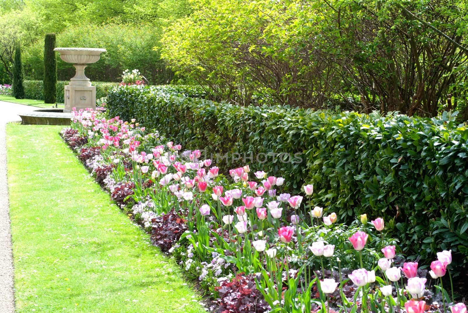 tulips in garden