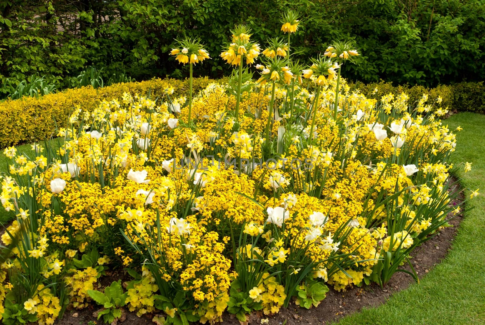 Spring background with beautiful yellow flowers by mitakag