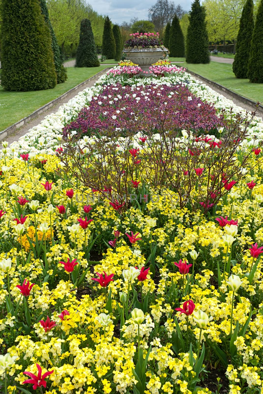  tulips in garden