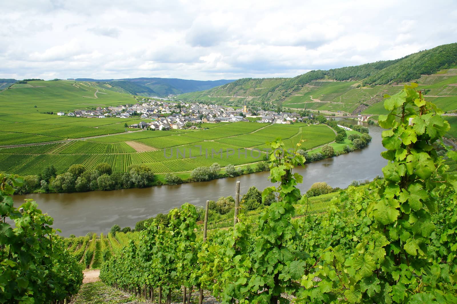 wine village Trittenheim on the Moselle