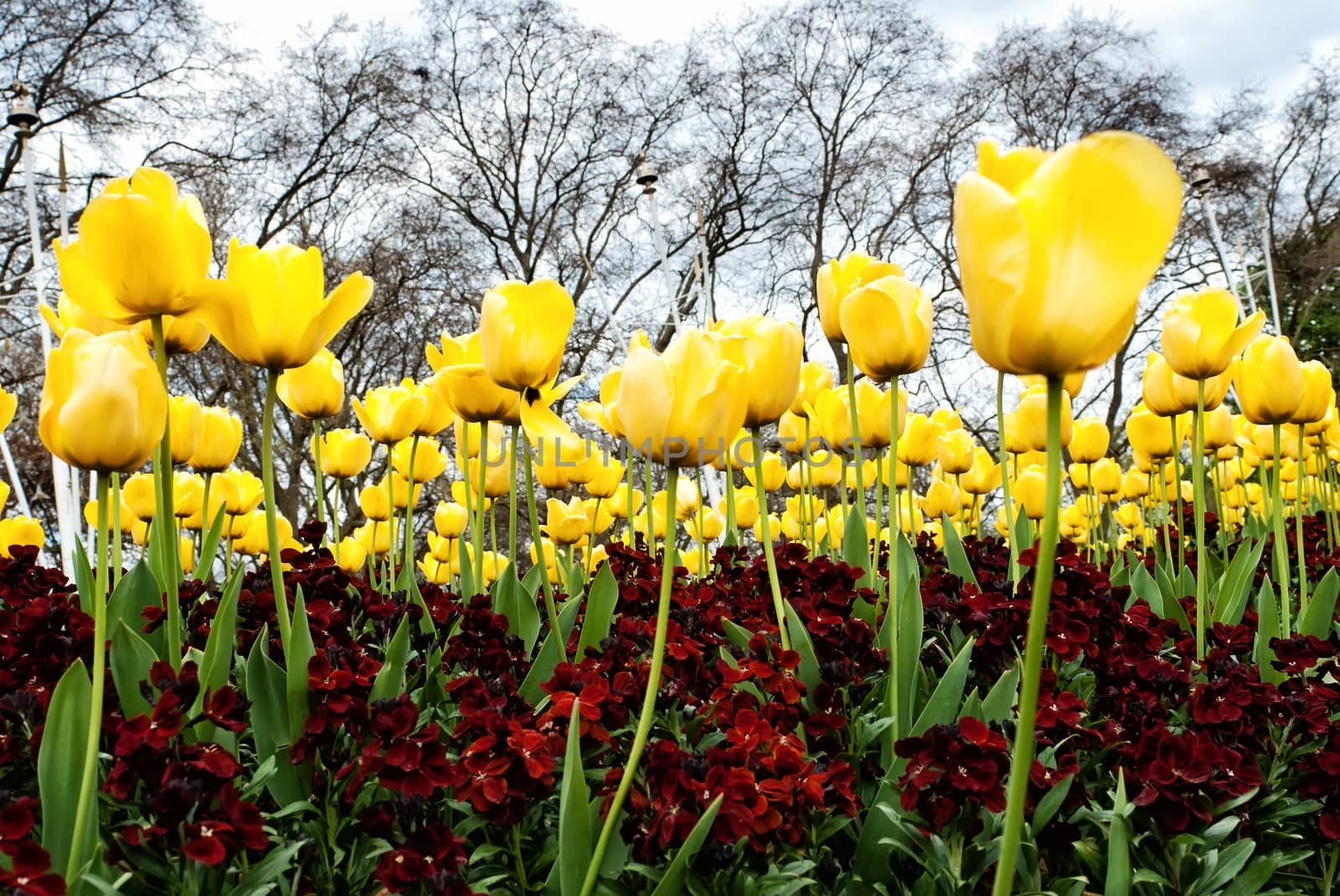 Yellow tulips and dark red pansies in the park