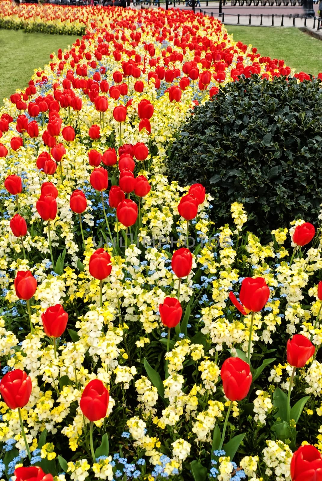 Spring flower alley in the park