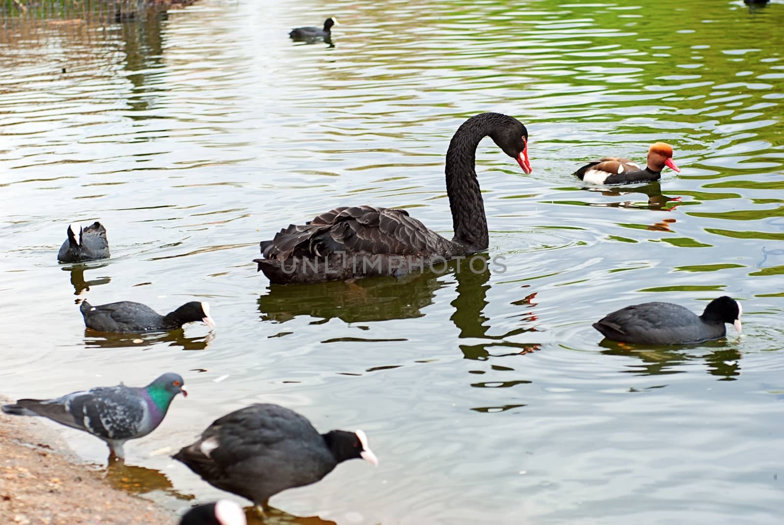 A black swan swimming on a pool of green water by mitakag