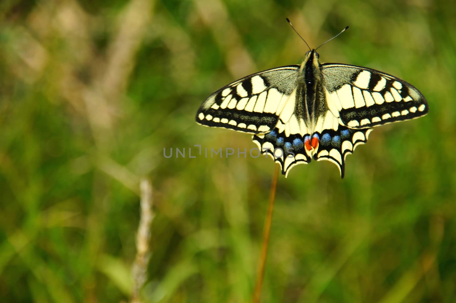 big black and yellow Butterfly: swallowtail