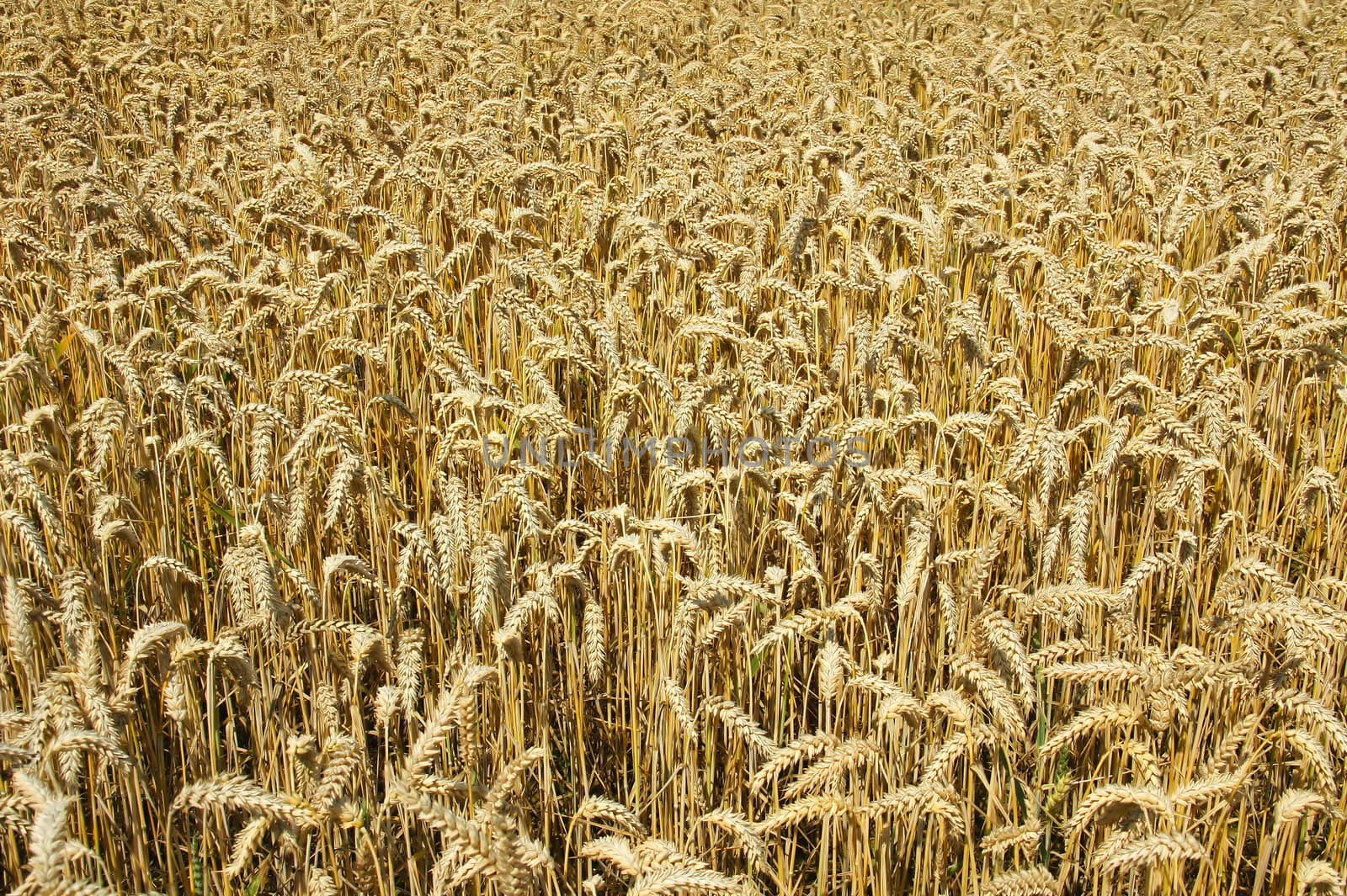 ripe wheat field structure