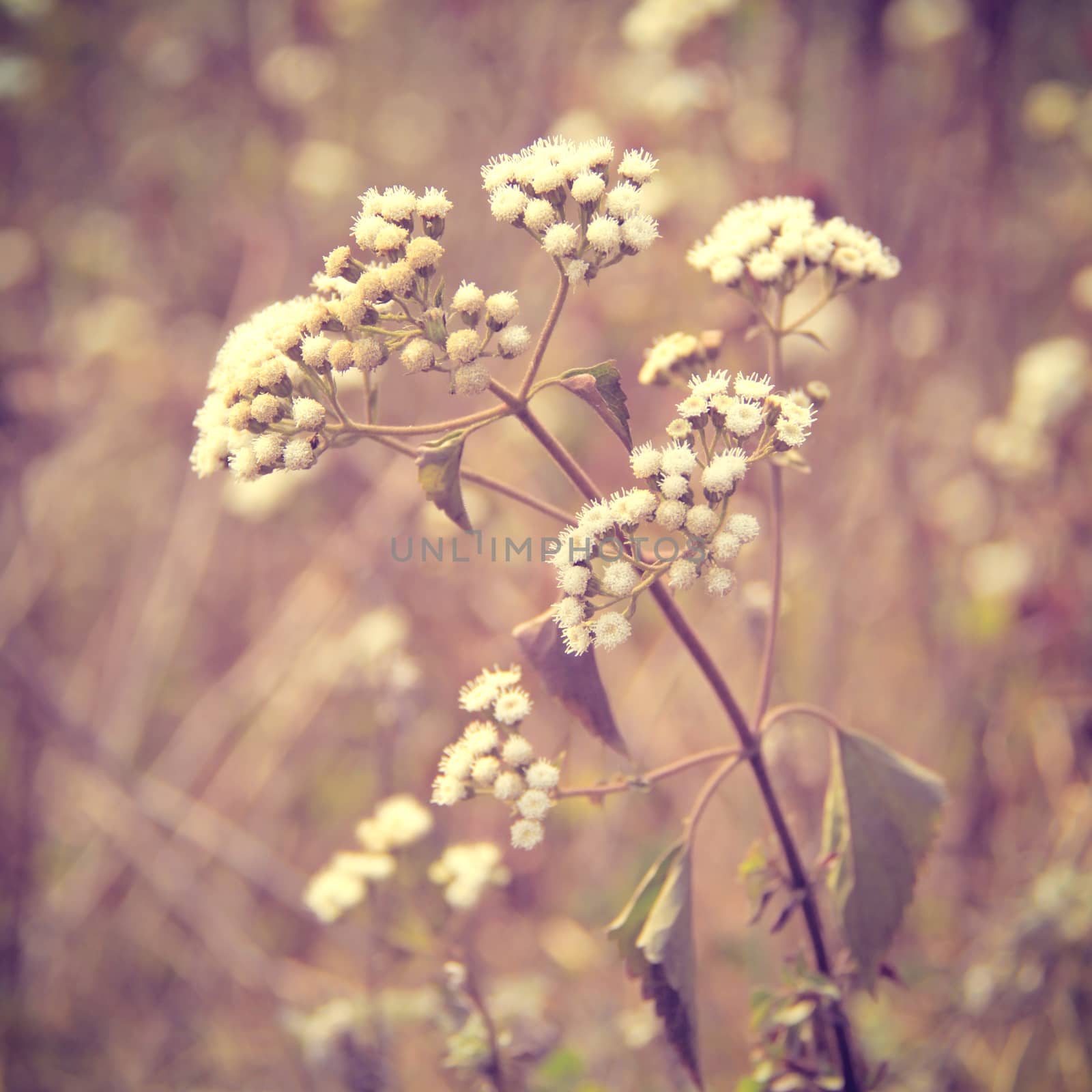 Dry meadow flowers with retro filter effect  by nuchylee