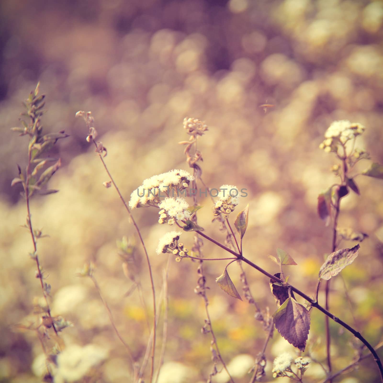 Dry meadow flowers with retro filter effect 
