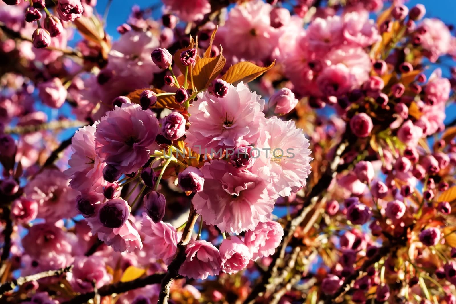 Pink blossom of magnolia in spring