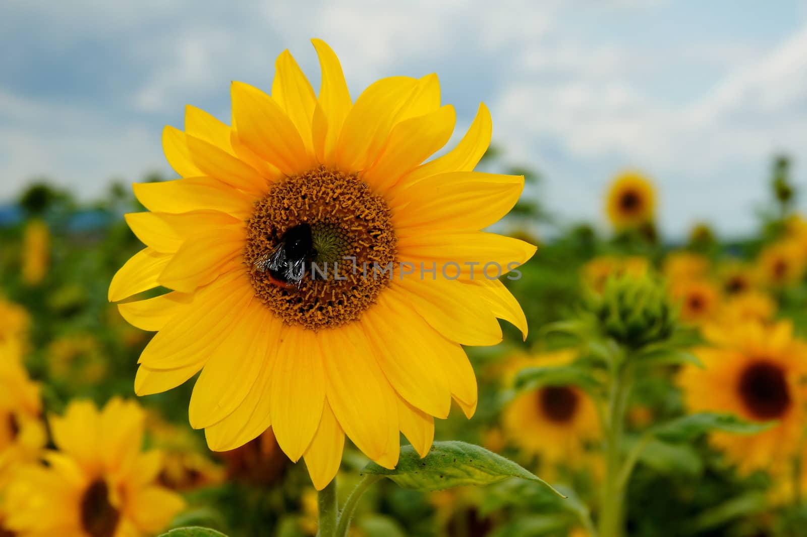 Sunflower in a whole sunflower field