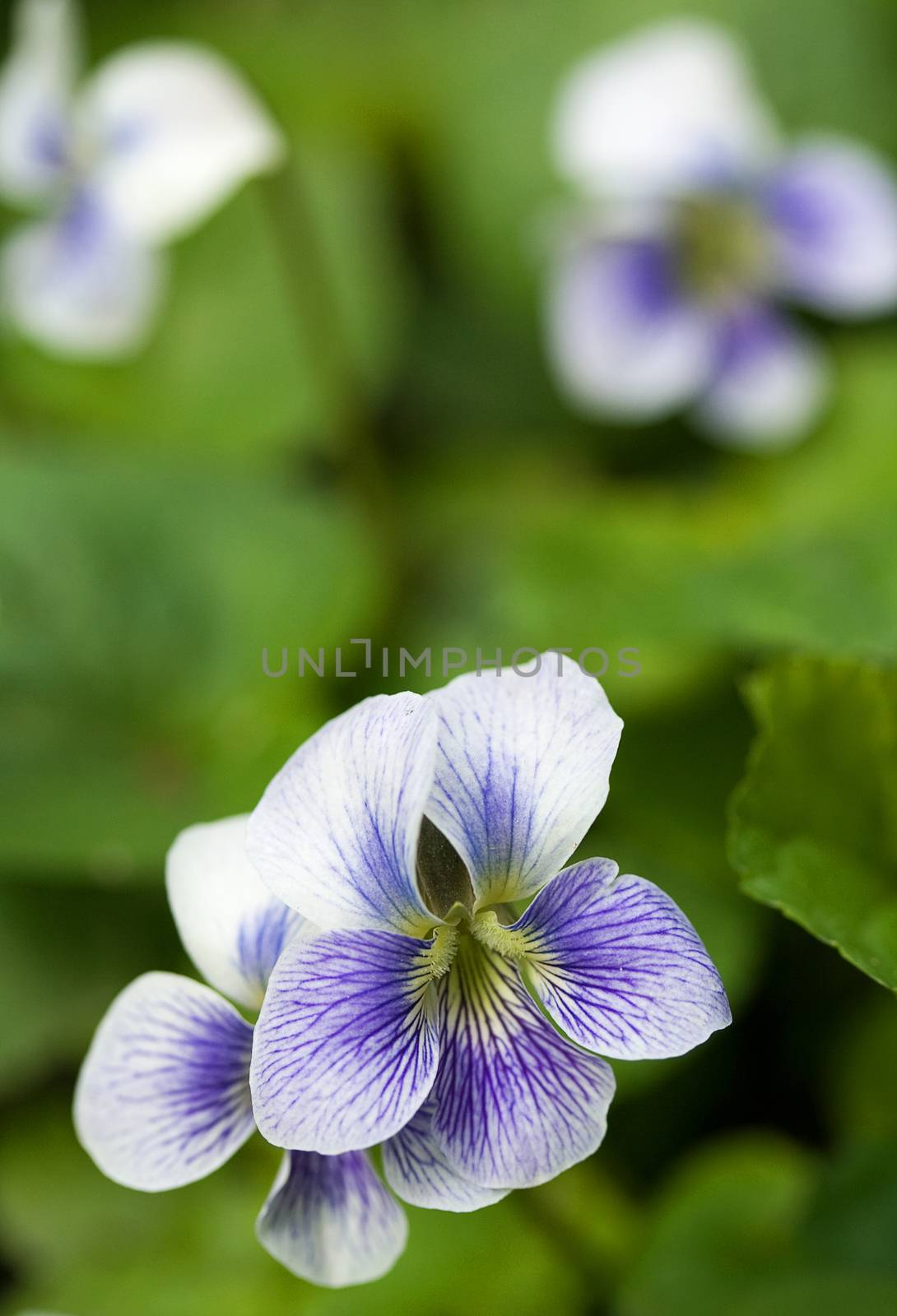 Beautiful wild violet on blurred green background