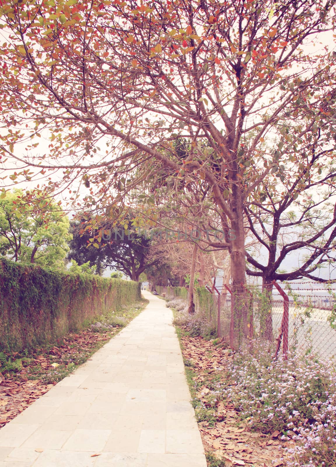 Way to the garden in autumn season with retro filter effect by nuchylee