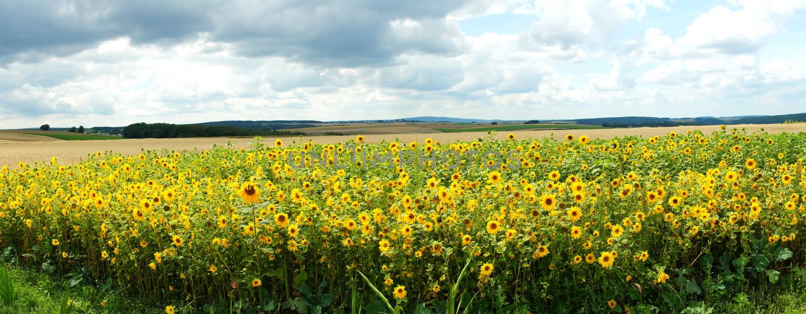 sun flowers field in the Hunsrück  panorama