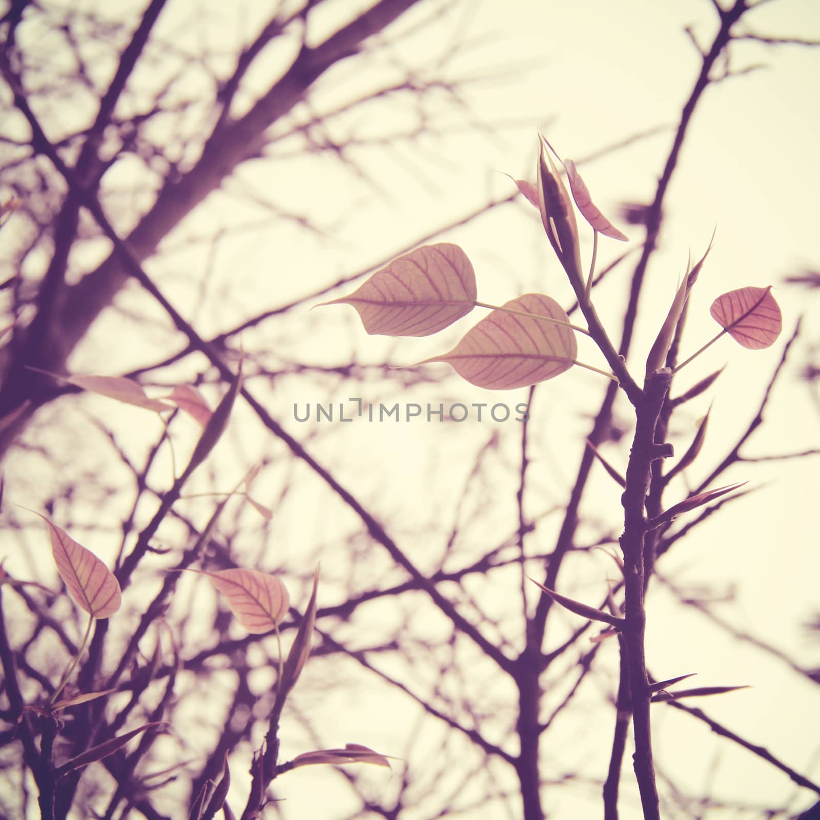 Dried tree and leaf with retro filter effect  by nuchylee