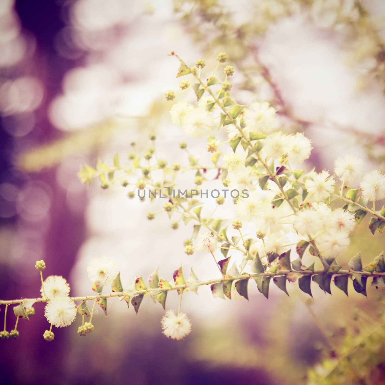 Small flowers with retro filter effect