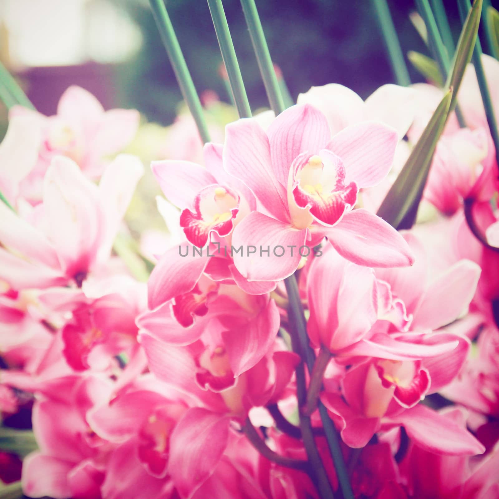 Beautiful pink orchids with retro filter effect  by nuchylee