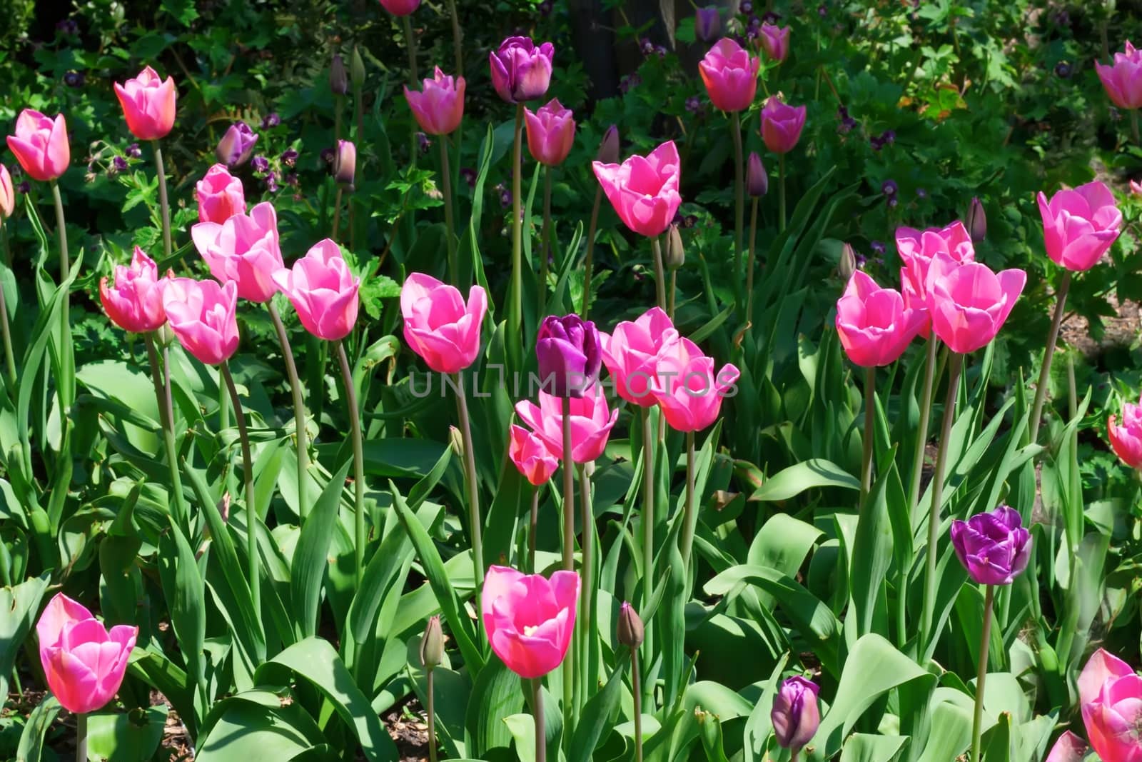 flowers in garden