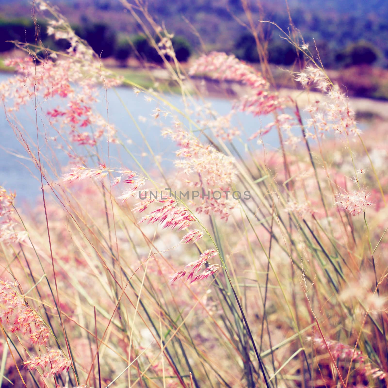 Pink grass field with retro filter effect