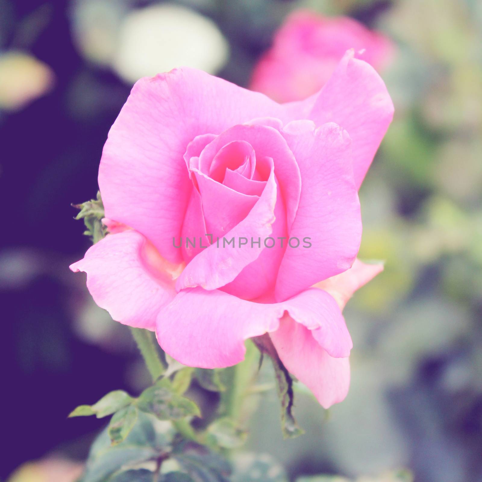 Pink rose in garden with retro filter effect  by nuchylee