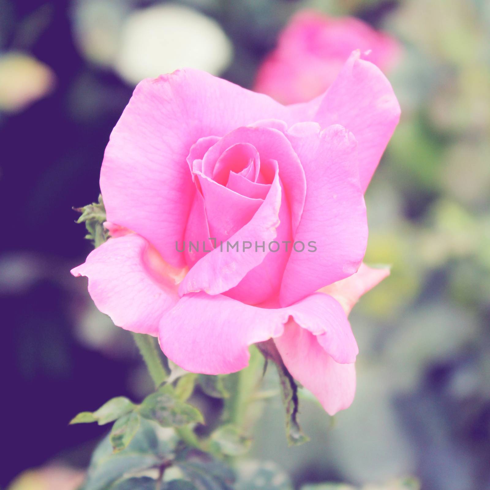 Pink rose in garden with retro filter effect 