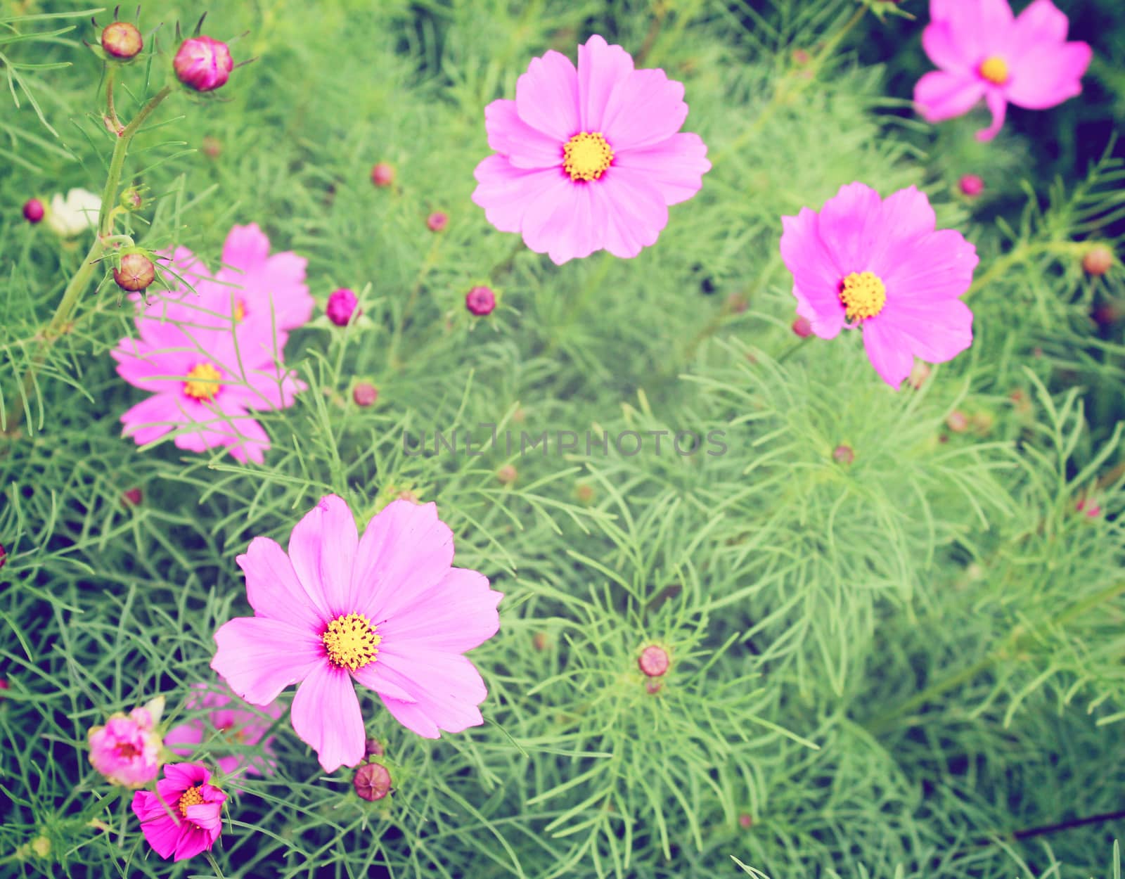 Pink blossom flowers with retro filter effect by nuchylee