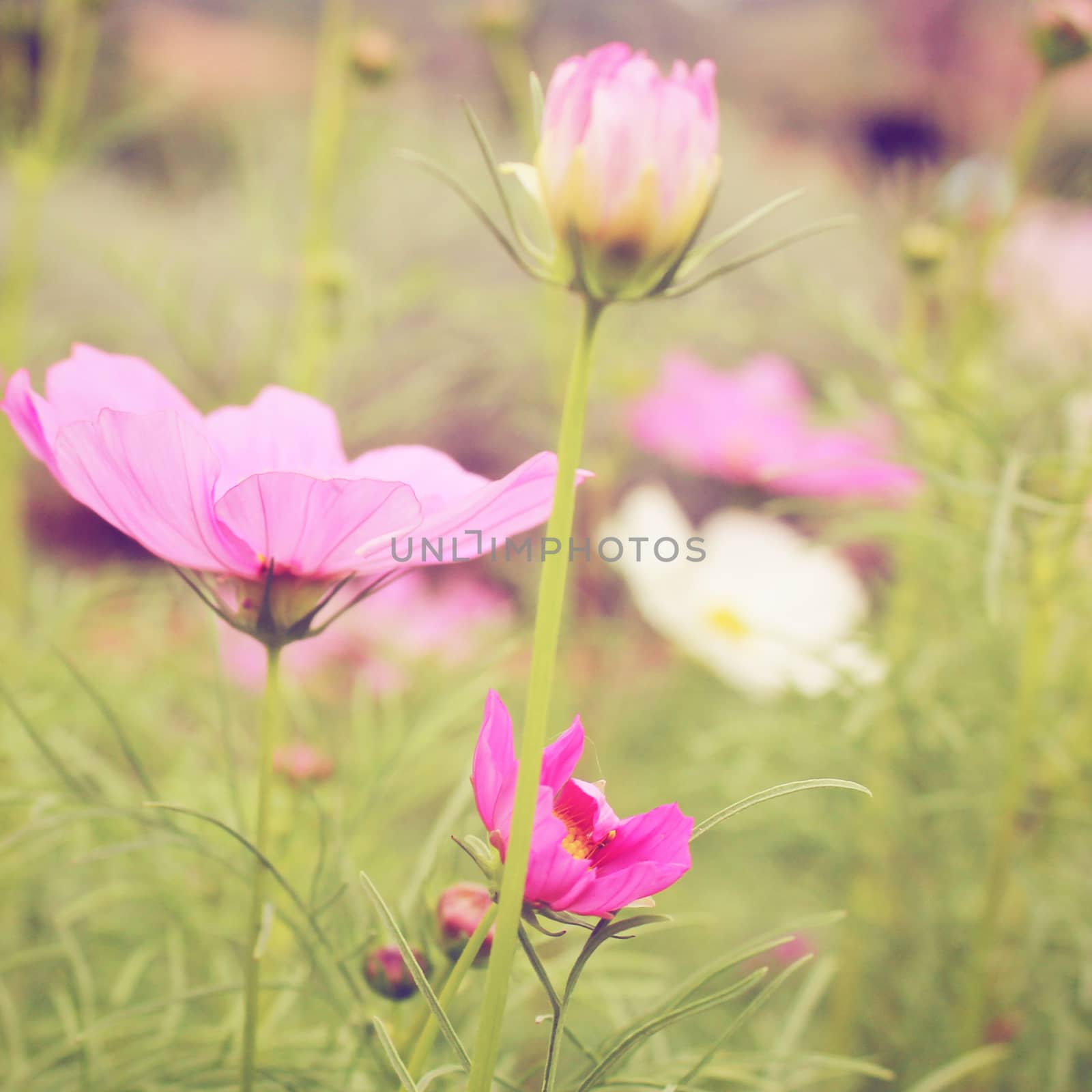 Pink blossom flowers with retro filter effect  by nuchylee