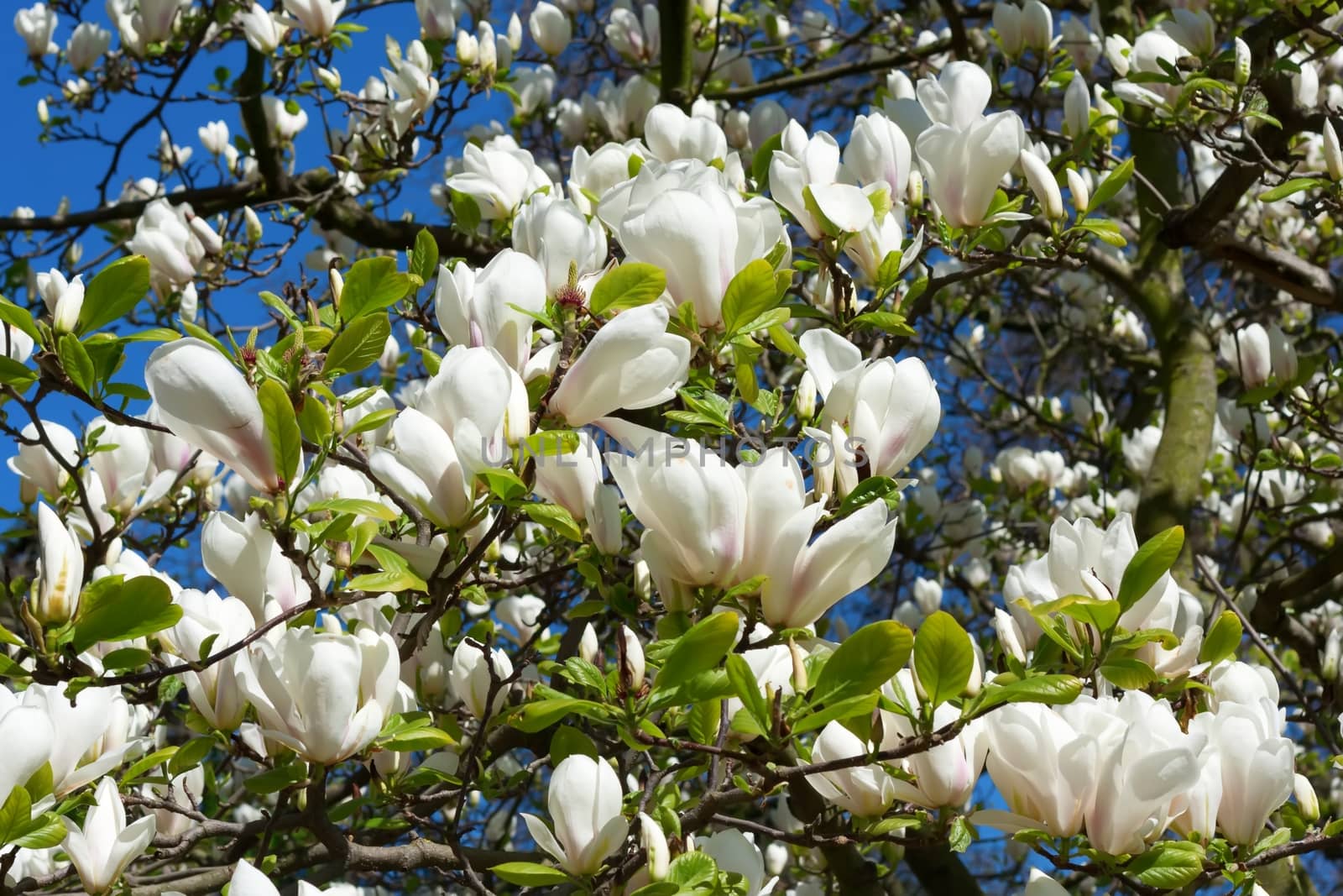 Beautiful White Magnolia Flowers by mitakag