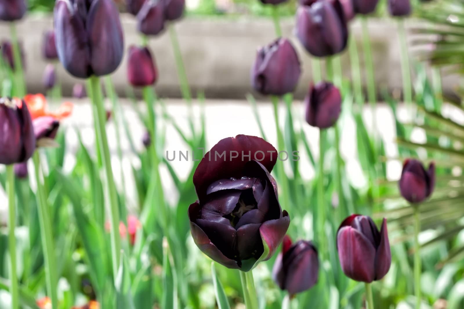 Park with Black Tulips