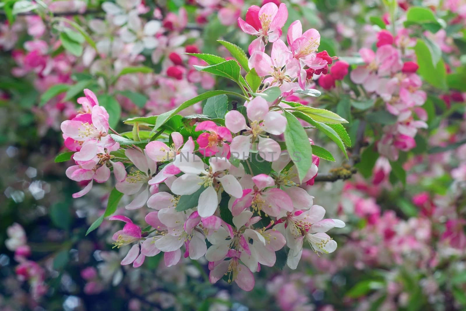 Cherry Blossom by mitakag