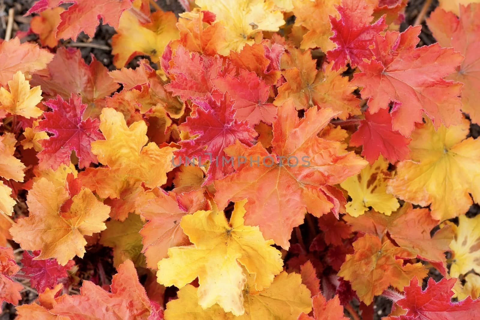 Background group autumn orange leaves. Outdoor by mitakag