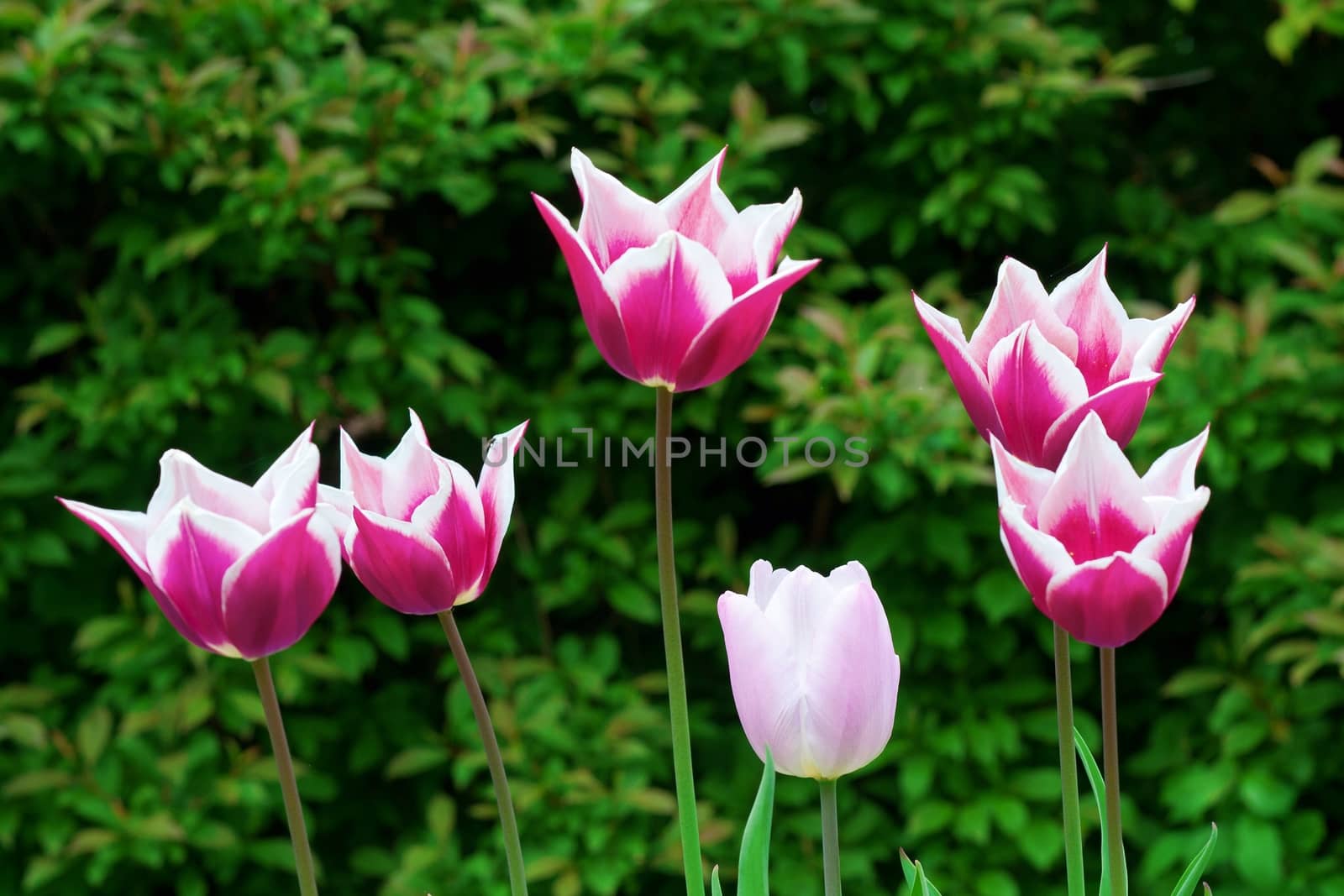 bouquet of multicolor tulips. fresh spring flowers