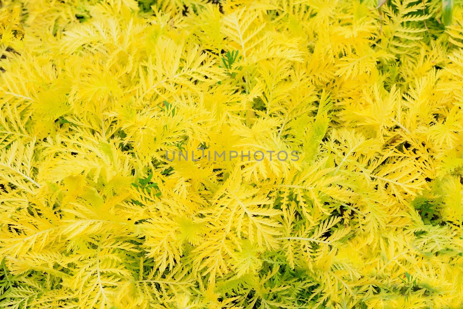 yellow decorative maple leafs background