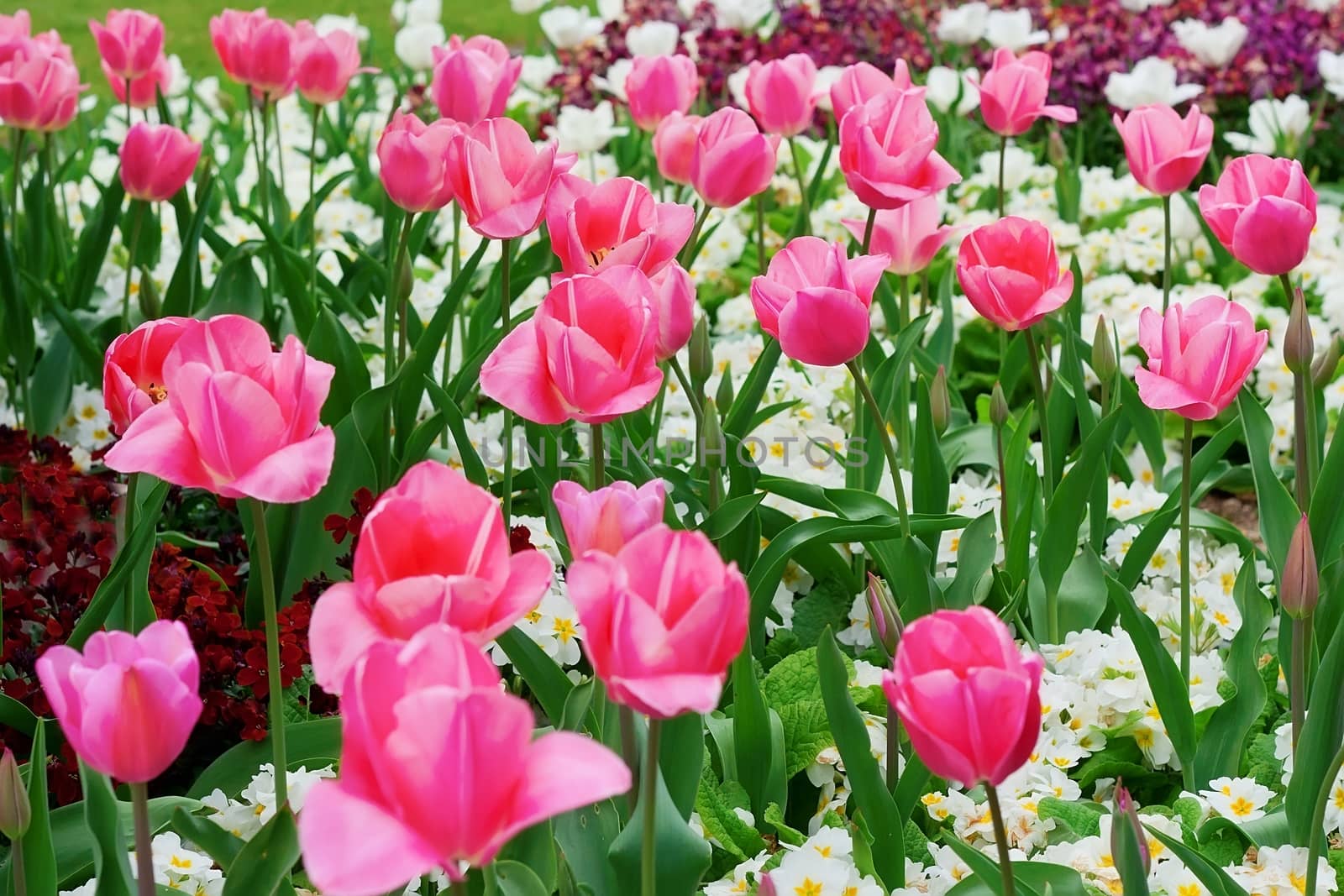 Pink tulip flowers in a botanical garden