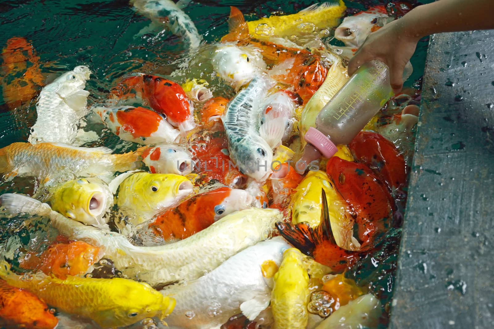 Feeding Carp fish with baby milk bottle