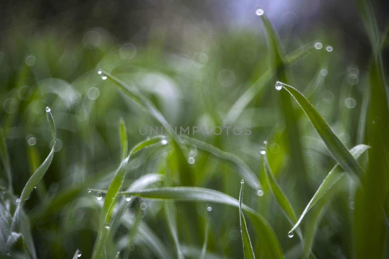 dewy fresh green grass in the cool morning